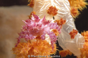 Soft coral crab
Nikon D200
Siladen by Marchione Giacomo 